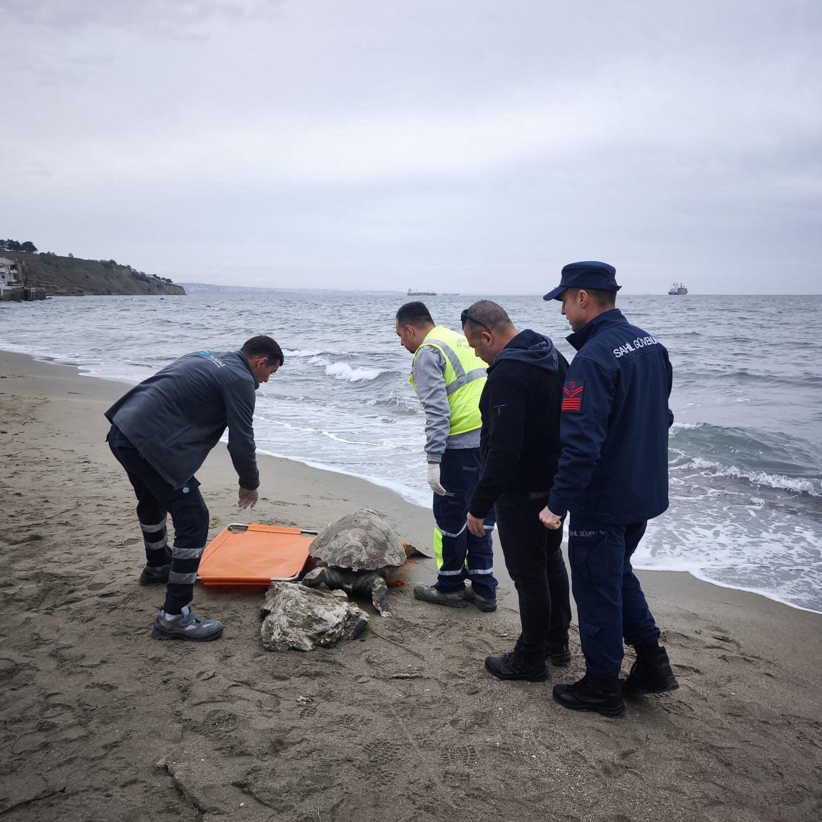 Abdullah YALÇIN/TEKİRDAĞ, (DHA)- TEKİRDAĞ sahilinde kıyıya vurmuş ölü caretta ceratta
