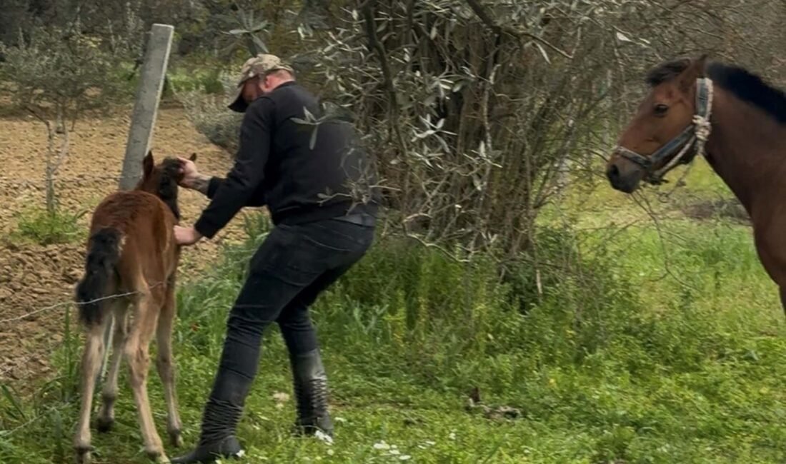 Melek FIRAT/AYDIN,(DHA)-AYDIN’ın İncirliova ilçesinde Durmuş Ali Erdoğan, kırsal alanda gezdiği