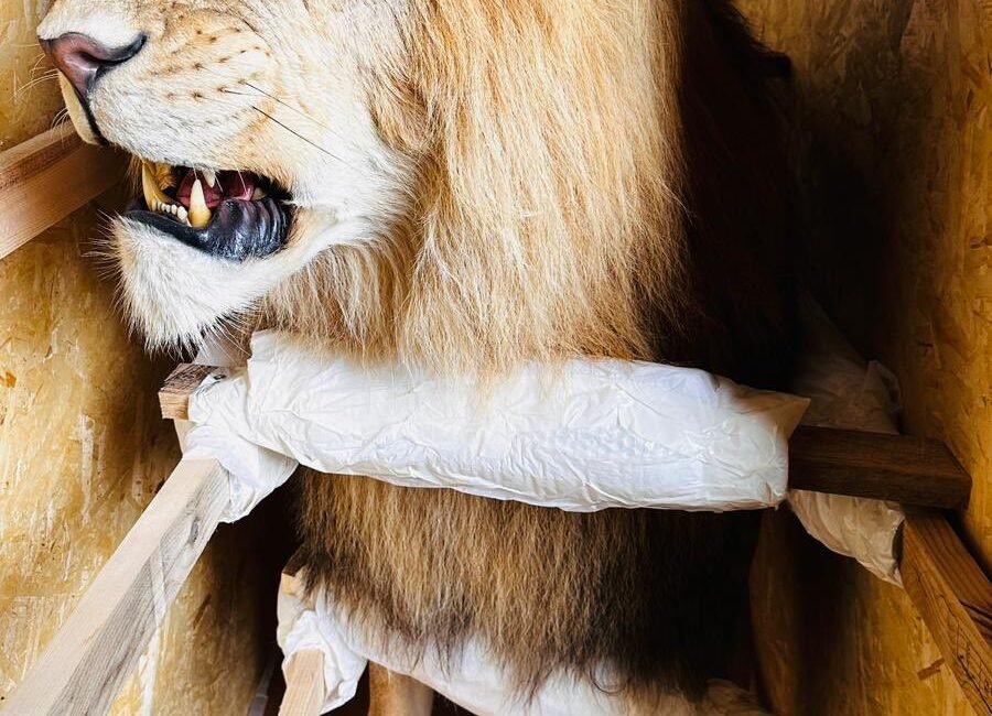 ANKARA, (DHA)- TARIM ve Orman Bakanlığı, Trabzon Limanı'nda yapılan kontrollerde