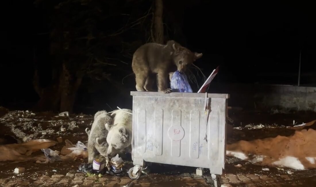 Esra TÜRKER/BURSA, (DHA)- ULUDAĞ’da kış uykusundan uyanan ayı ailesi, yiyecek