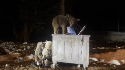 Esra TÜRKER/BURSA, (DHA)- ULUDAĞ’da kış uykusundan uyanan ayı ailesi, yiyecek