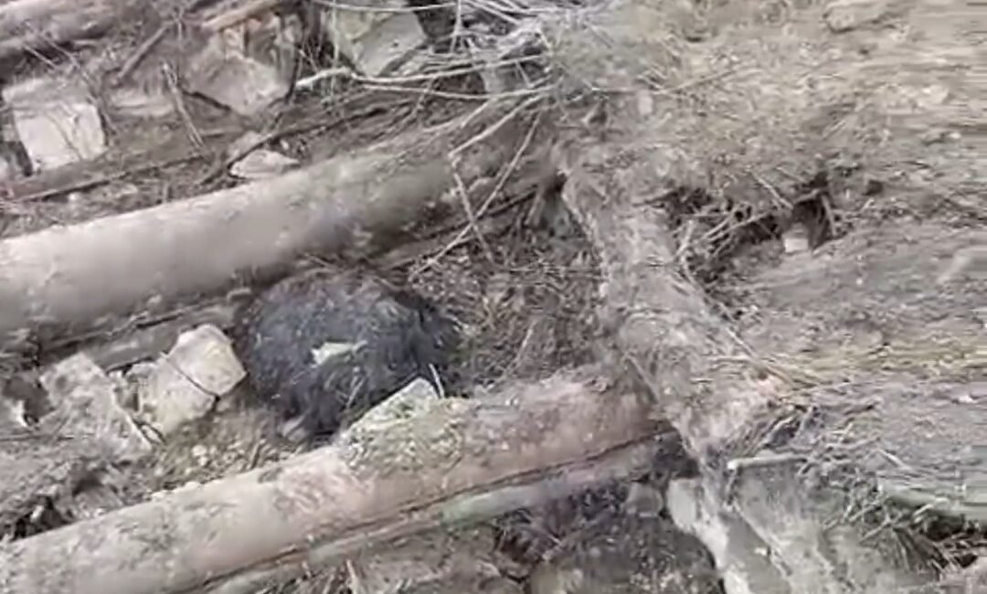 Harun AKSU/BAŞKALE (Van), (DHA)- VAN'ın Başkale ilçesinde yağış sonrası ahır