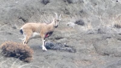Dursun Murat AYDIN/OLTU (Erzurum), (DHA)- ERZURUM’un Oltu ilçesinde avcıların yaraladığı