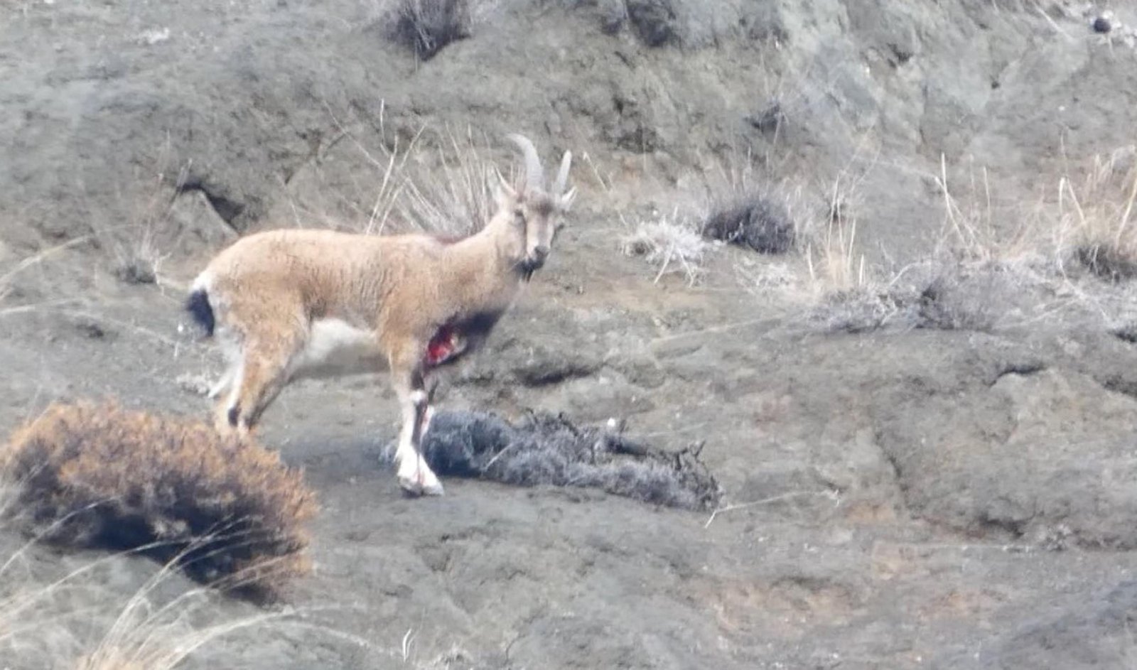 Dursun Murat AYDIN/OLTU (Erzurum), (DHA)- ERZURUM’un Oltu ilçesinde avcıların yaraladığı