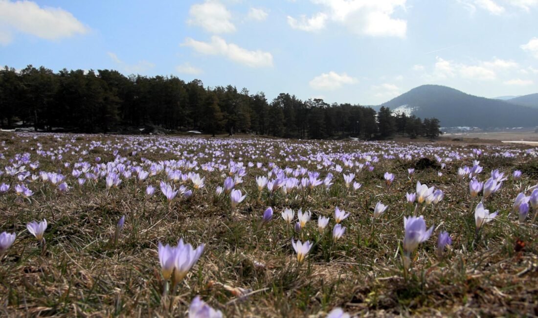 Mutlu YUCA/BOLU, (DHA)- BOLU'da Köroğlu Dağları'nın eteklerinde bulunan 1700 rakımlı