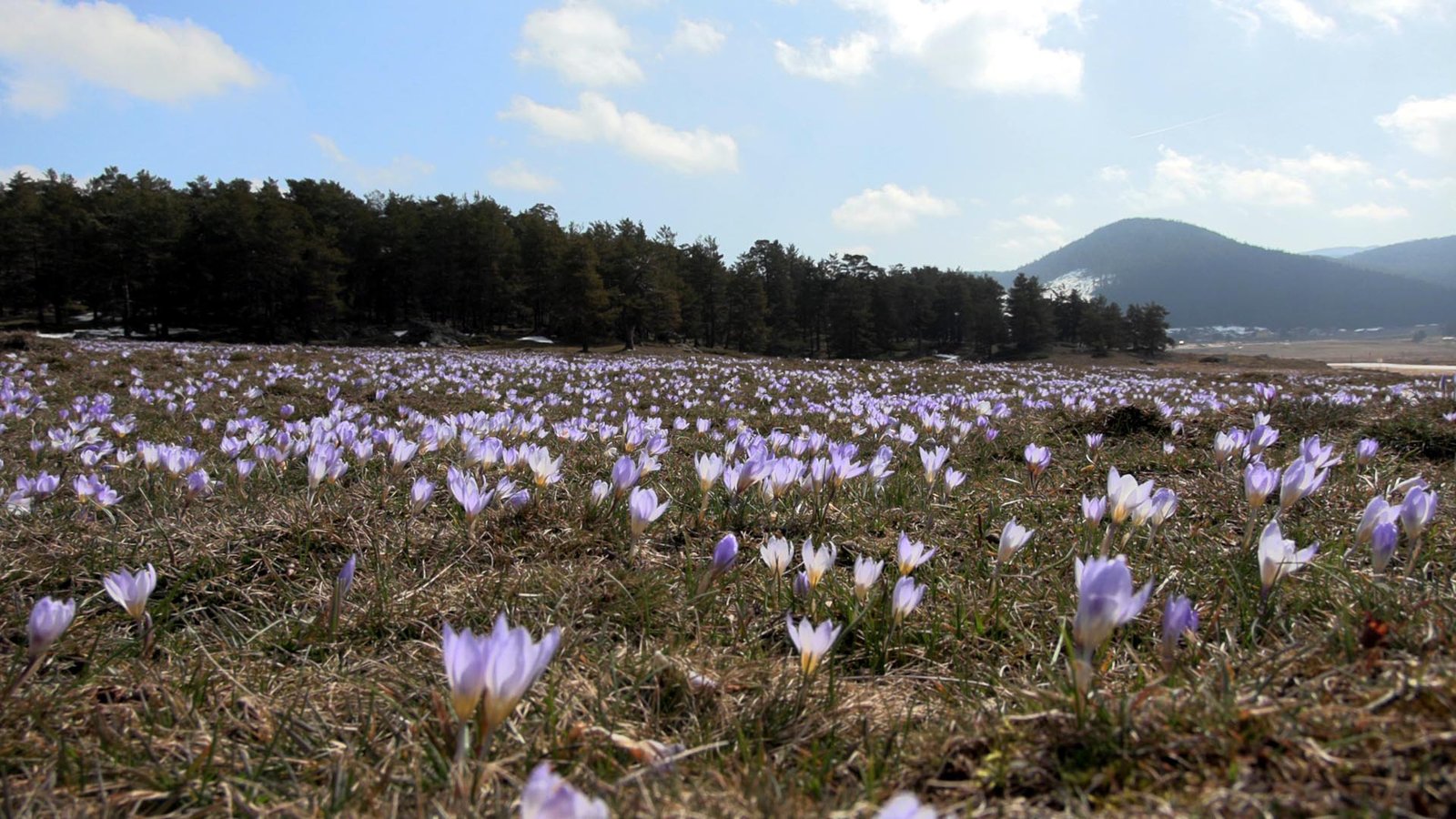 Mutlu YUCA/BOLU, (DHA)- BOLU'da Köroğlu Dağları'nın eteklerinde bulunan 1700 rakımlı