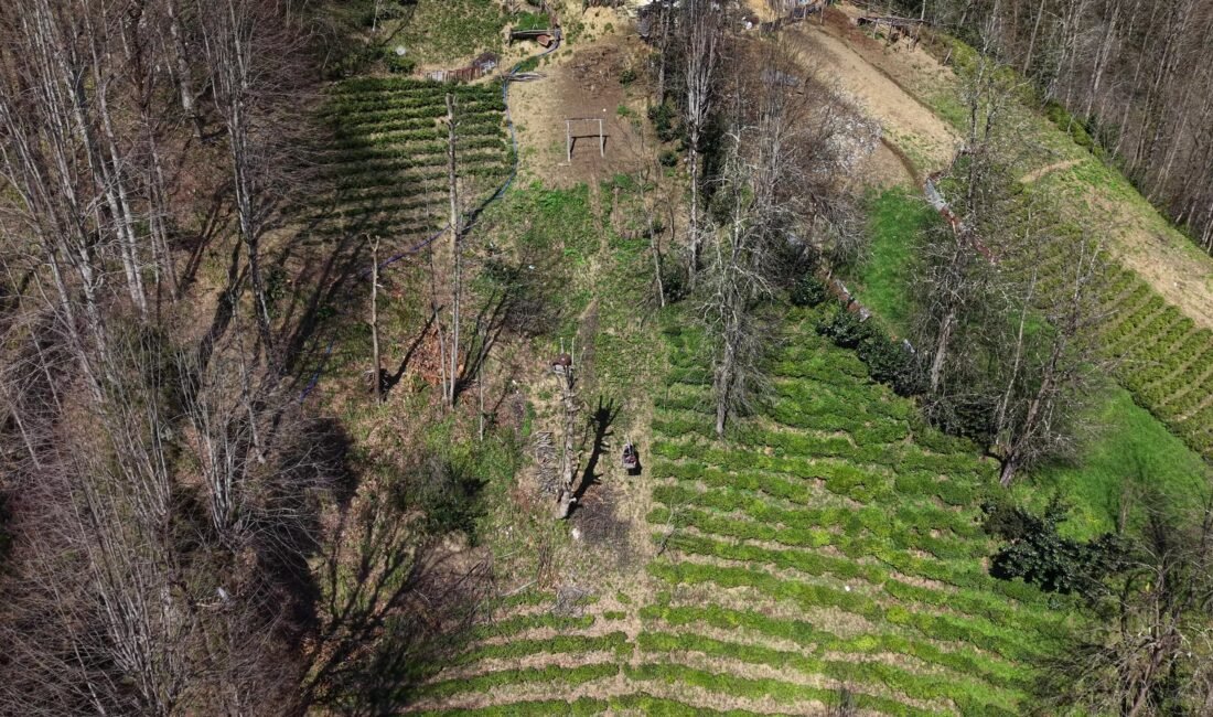 Mehmet Can PEÇE/RİZE, (DHA)-RİZE'de Kaptanpaşa köyünde yaşayan Makbule Bozkurt (82),