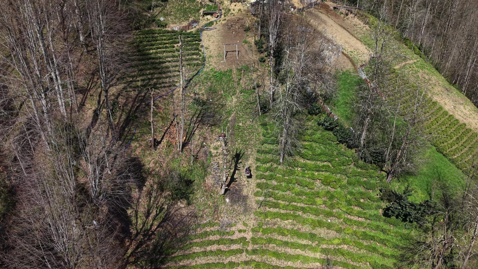 Mehmet Can PEÇE/RİZE, (DHA)-RİZE'de Kaptanpaşa köyünde yaşayan Makbule Bozkurt (82),