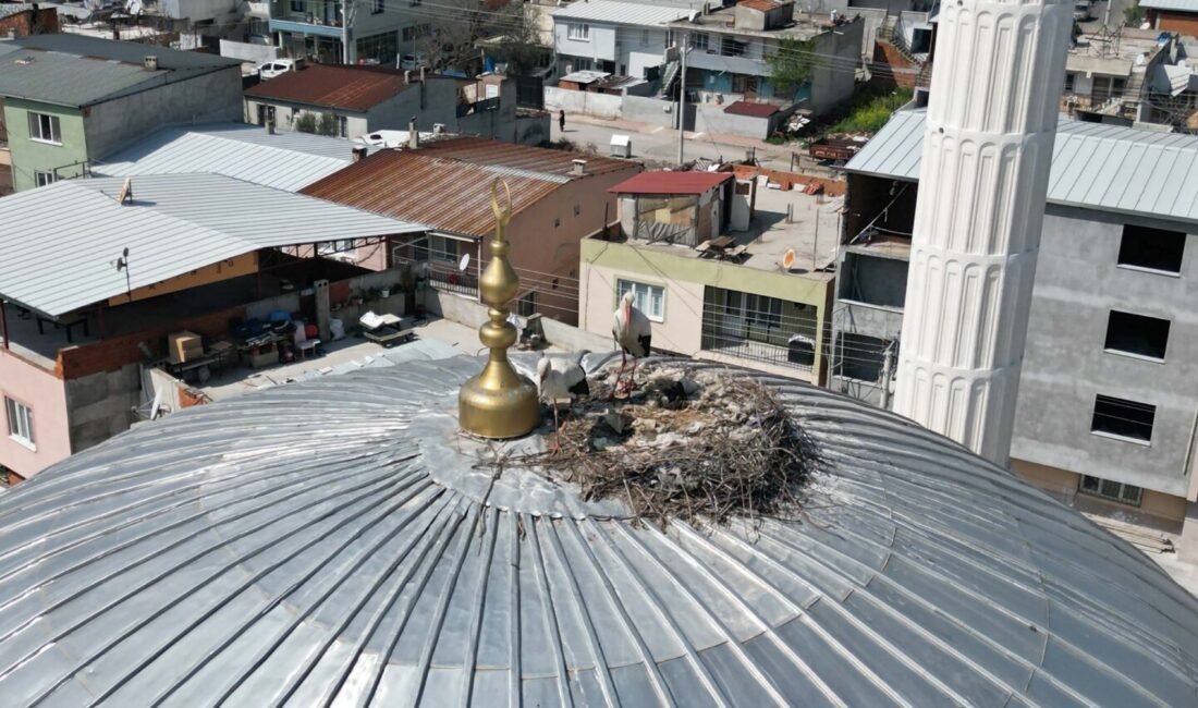 Ersan ERDOĞAN/MANİSA, (DHA)- MANİSA'da bir caminin kubbesine yuva yapan leylek