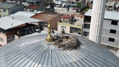 Ersan ERDOĞAN/MANİSA, (DHA)- MANİSA'da bir caminin kubbesine yuva yapan leylek