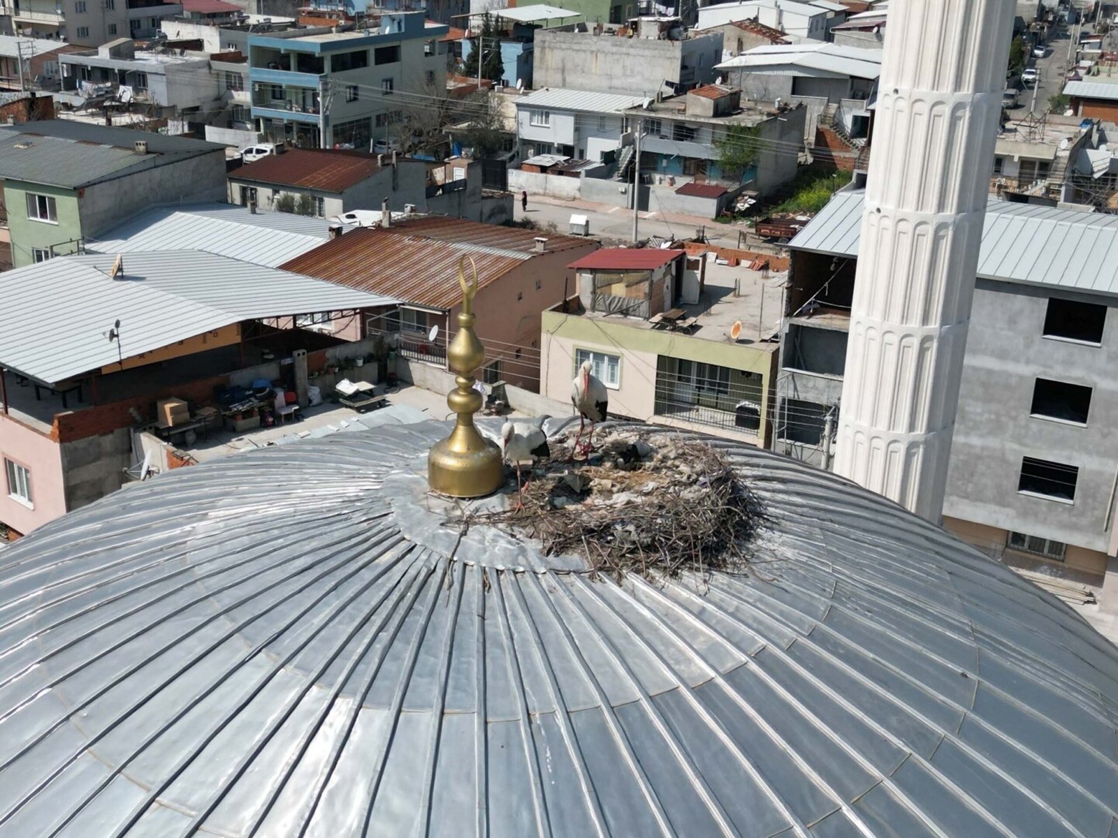 Ersan ERDOĞAN/MANİSA, (DHA)- MANİSA'da bir caminin kubbesine yuva yapan leylek