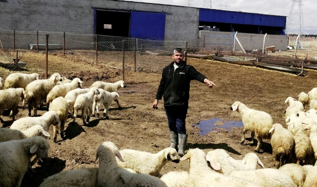 Metin DEĞİRMENCİ/YEŞİLHİSAR (Kayseri), (DHA)- KAYSERİ'nin Yeşilhisar ilçesinde besicilik yapan 3