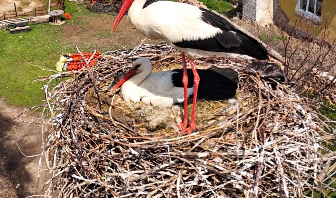 (RHA) – Kayseri’nin Sarıoğlan ilçesine bağlı Palas Mahallesi’nde baharın gelişiyle