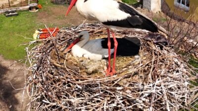 (RHA) – Kayseri’nin Sarıoğlan ilçesine bağlı Palas Mahallesi’nde baharın gelişiyle