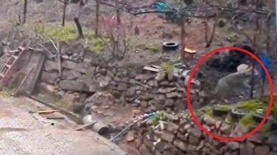 Ali GÖKDAL/FEKE(Adana), (DHA) - ADANA’nın Feke ilçesinde doğada yiyecek bulmakta