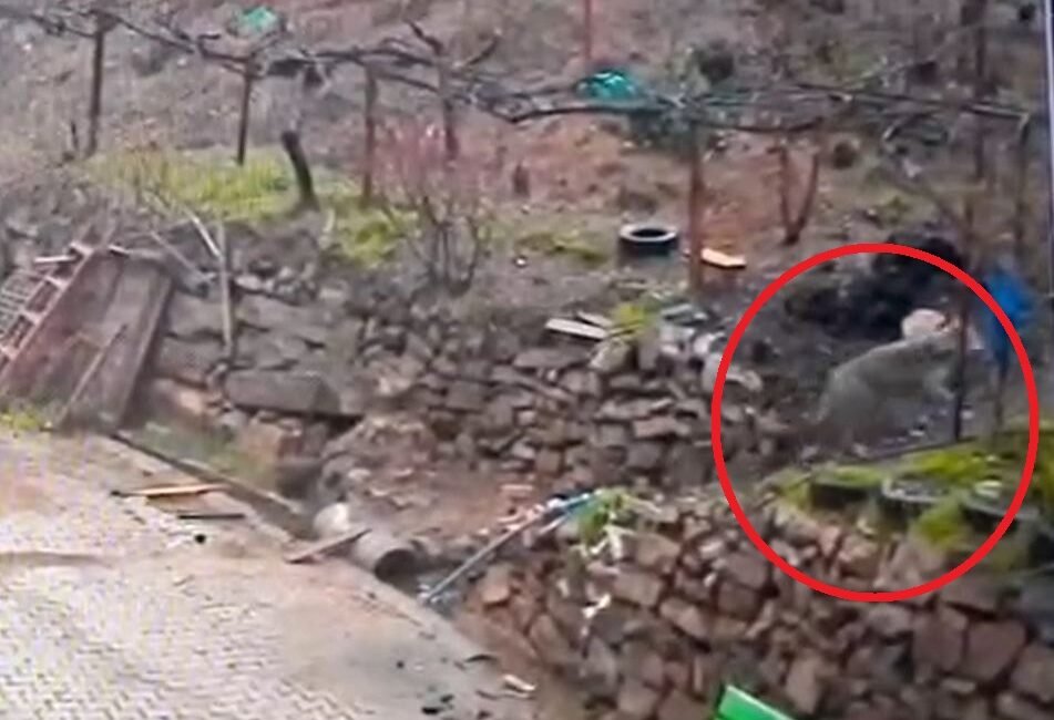 Ali GÖKDAL/FEKE(Adana), (DHA) - ADANA’nın Feke ilçesinde doğada yiyecek bulmakta