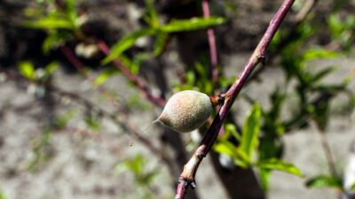 Yusuf YILDIZ-Eser PAZARBAŞI/ADANA, (DHA)- ÇUKUROVA’da kayısı, şeftali, nektarin, erik ve