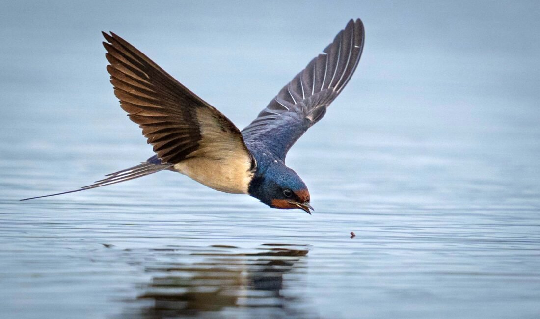 Mehmet ÇINAR/ANTALYA, (DHA)- ANTALYA Kuş Gözlem Topluluğu tarafından Manavgat'ta düzenlenen