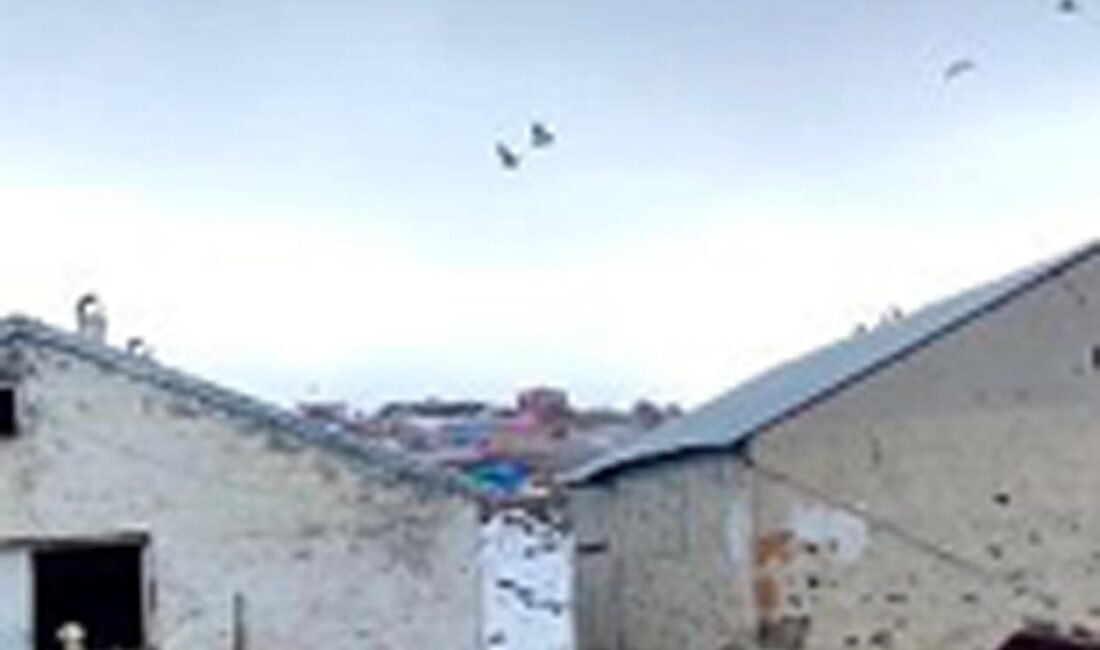 Çoban köpeklerinin drona tepkisi kamerada Bedir ALTUNOK/KARS, (DHA)- KARS’ın Arpaçay ilçesindeki bir çiftlikte dronu fark