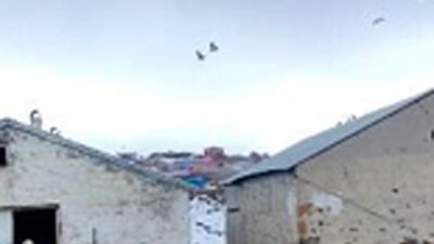 Bedir ALTUNOK/KARS, (DHA)- KARS’ın Arpaçay ilçesindeki bir çiftlikte dronu fark