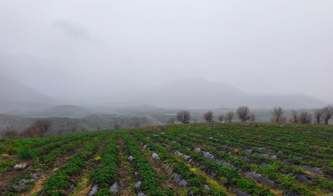 Coğrafi işaretli Sason çileğinde hasat mayısa kaldı Sayım ÖZMEN/SASON (Batman), (DHA)- BATMAN'ın Sason ilçesinde coğrafi işaretli Sason