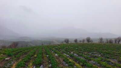 Sayım ÖZMEN/SASON (Batman), (DHA)- BATMAN'ın Sason ilçesinde coğrafi işaretli Sason