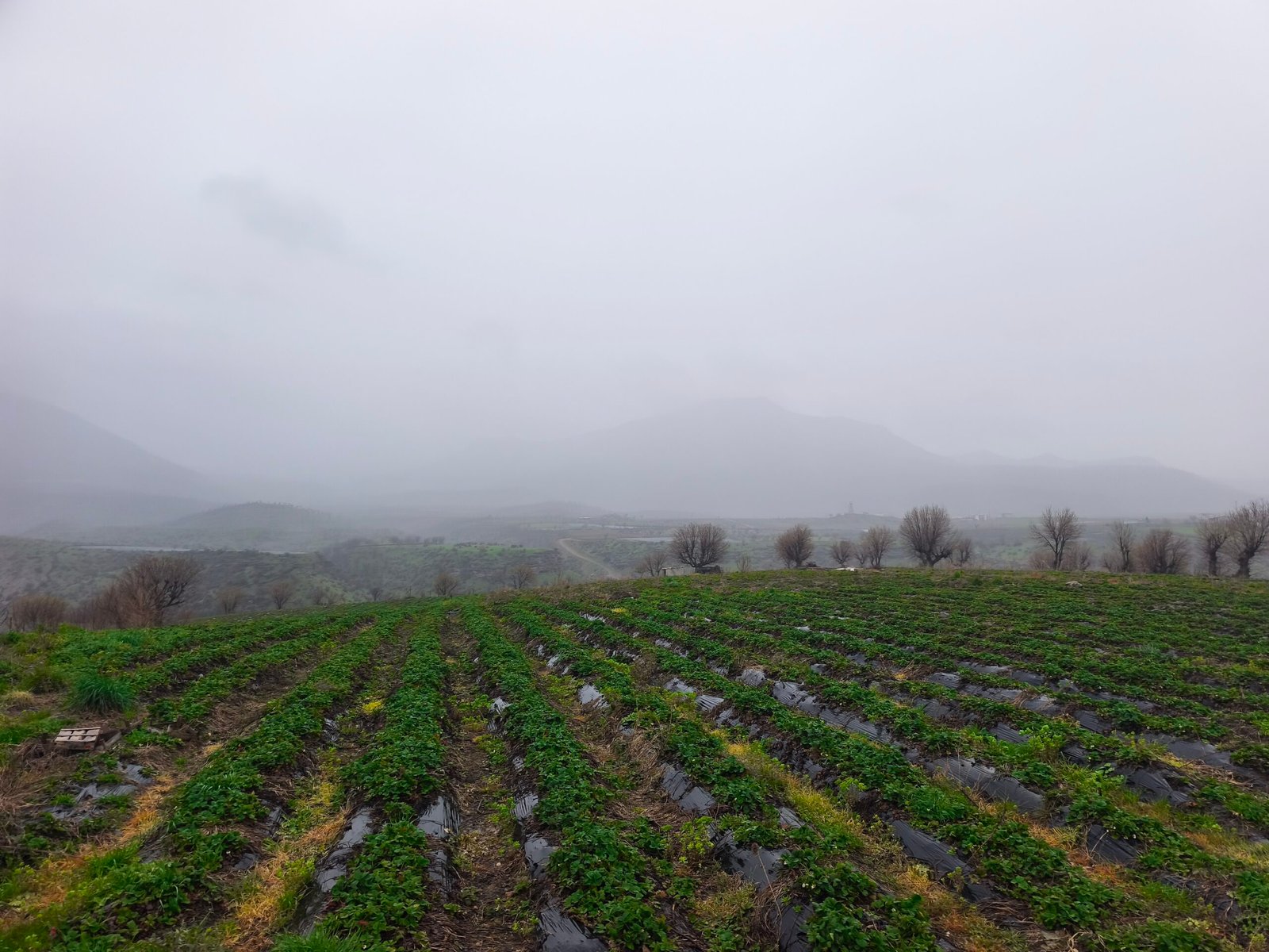 Sayım ÖZMEN/SASON (Batman), (DHA)- BATMAN'ın Sason ilçesinde coğrafi işaretli Sason