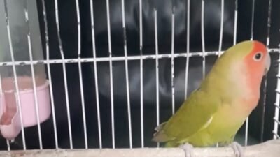 ANKARA, (DHA)- DENİZLİ'de düzenlenen petshop denetimlerinde, belgeleri bulunmayan 1 sevda