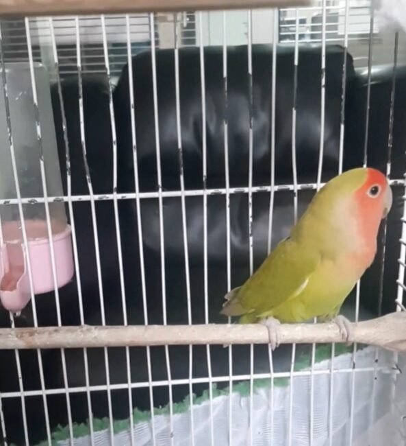 ANKARA, (DHA)- DENİZLİ'de düzenlenen petshop denetimlerinde, belgeleri bulunmayan 1 sevda