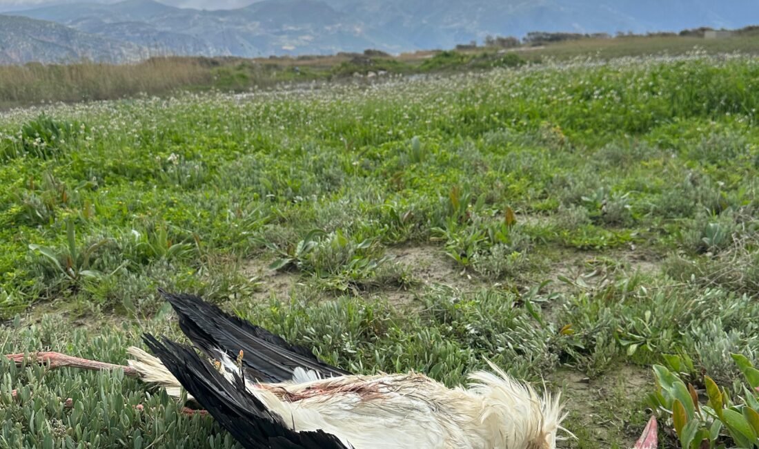 Göç yolundaki 5 leylek tüfekle vuruldu Alican GÜMÜŞ/HATAY, (DHA)- HATAY’ın Samandağ ilçesinde göç yolundaki 5 leylek