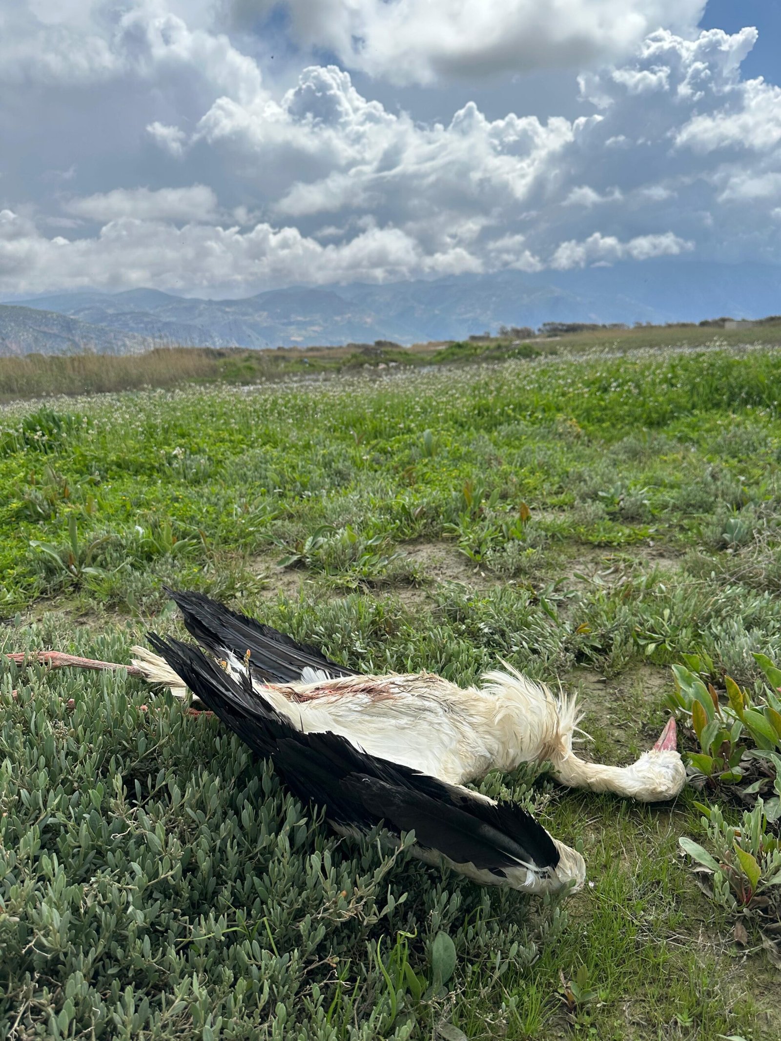 Alican GÜMÜŞ/HATAY, (DHA)- HATAY’ın Samandağ ilçesinde göç yolundaki 5 leylek