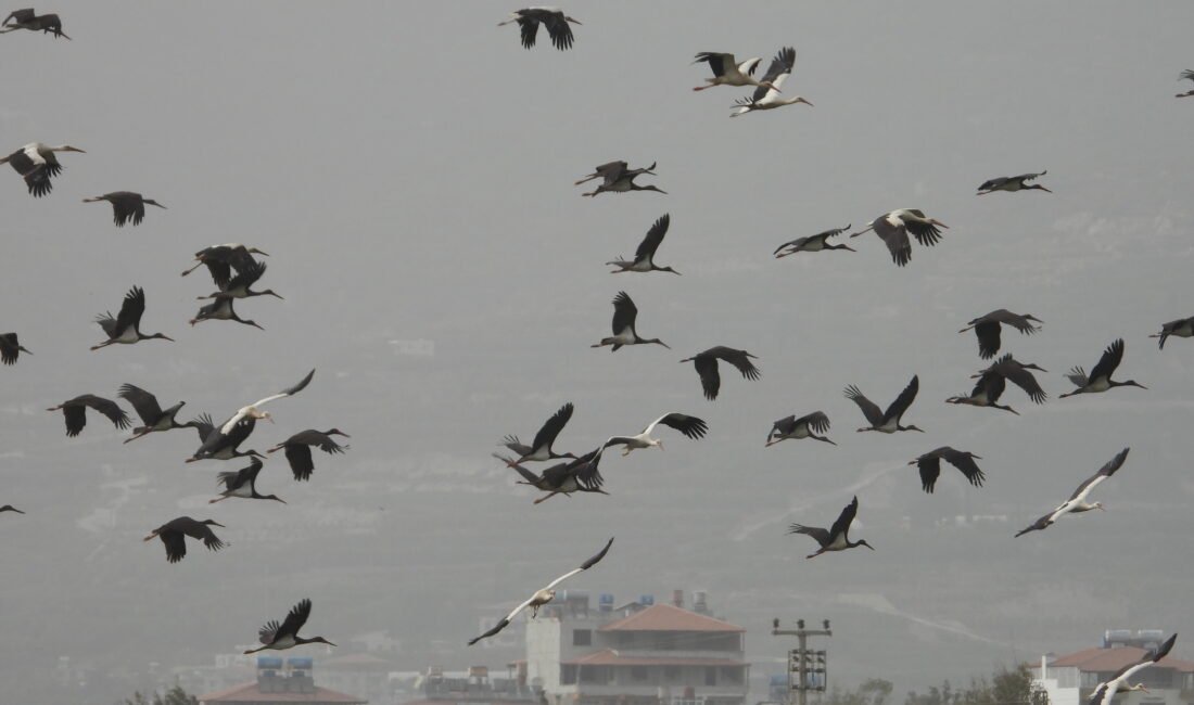 Ferhat DERVİŞOĞLU- Alican GÜMÜŞ/HATAY, (DHA)- HATAY'da göç yolunda mola veren