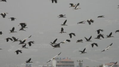 Ferhat DERVİŞOĞLU- Alican GÜMÜŞ/HATAY, (DHA)- HATAY'da göç yolunda mola veren