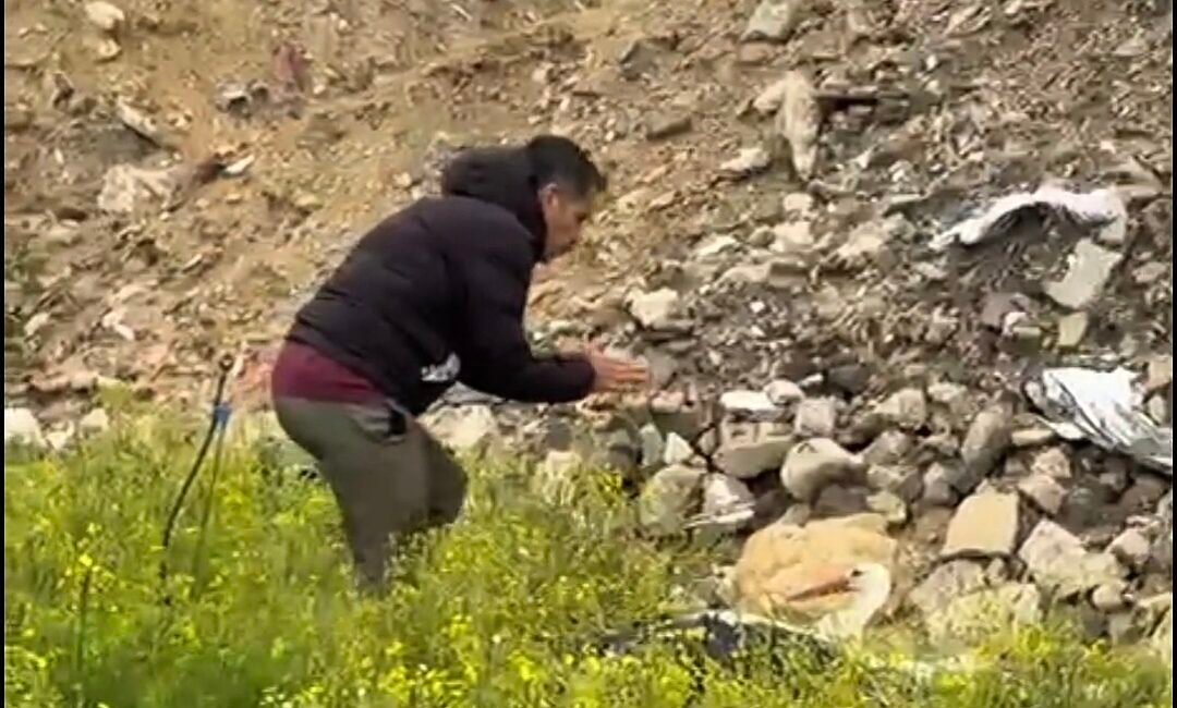 Alican GÜMÜŞ/HATAY, (DHA)- HATAY’da göç yolunda av tüfeğiyle vurulan leylek,
