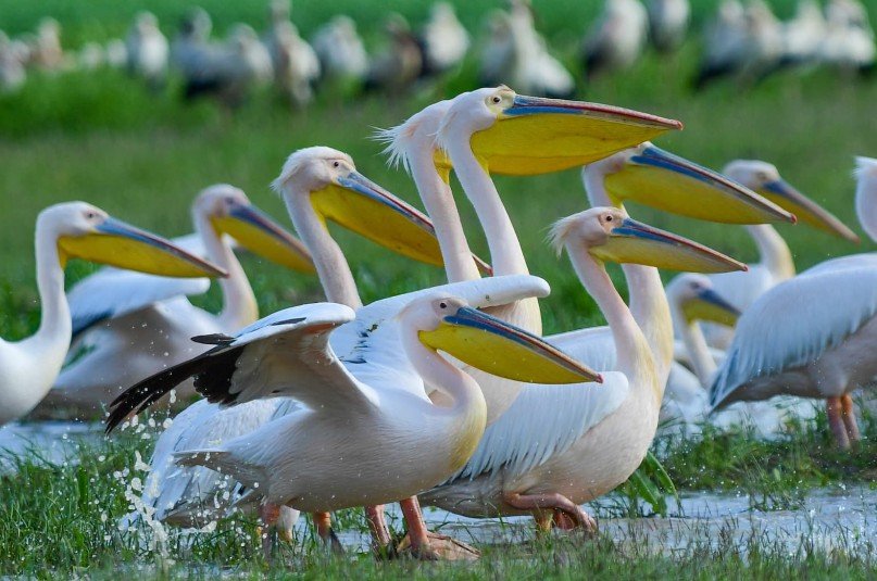 Göç yolundaki pelikan sürüsü, mola verdiği Boğazköy Barajı’nda görüntülendi Yavuz YILMAZ/İNEGÖL (Bursa), (DHA)- BURSA'nın İnegöl ilçesindeki Boğazköy Barajı, bahar