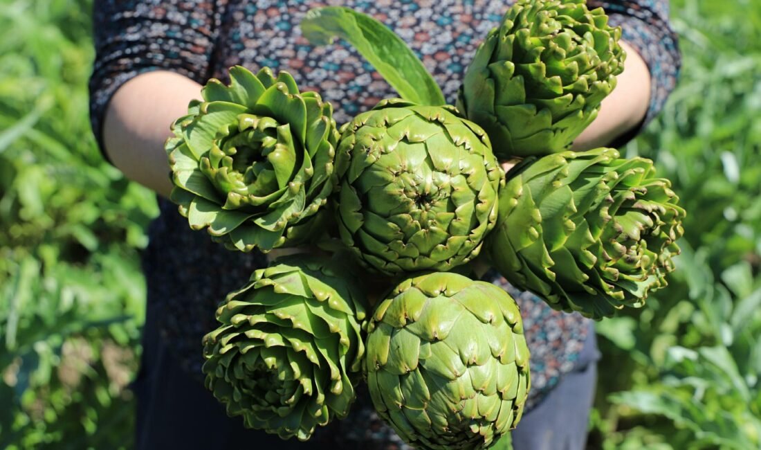 Seza Nur ALPDÜNDAR/İZMİR,(DHA)-TÜRKİYE'nin enginar üretiminde lider olan İzmir'de, şubat ayında