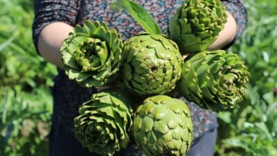 Seza Nur ALPDÜNDAR/İZMİR,(DHA)-TÜRKİYE'nin enginar üretiminde lider olan İzmir'de, şubat ayında