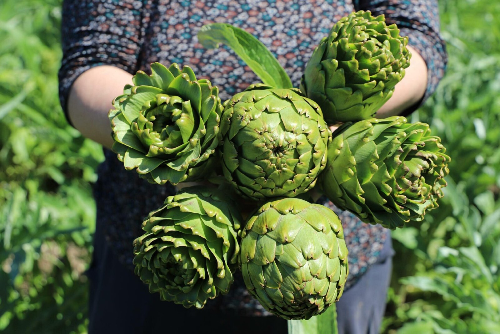 Seza Nur ALPDÜNDAR/İZMİR,(DHA)-TÜRKİYE'nin enginar üretiminde lider olan İzmir'de, şubat ayında
