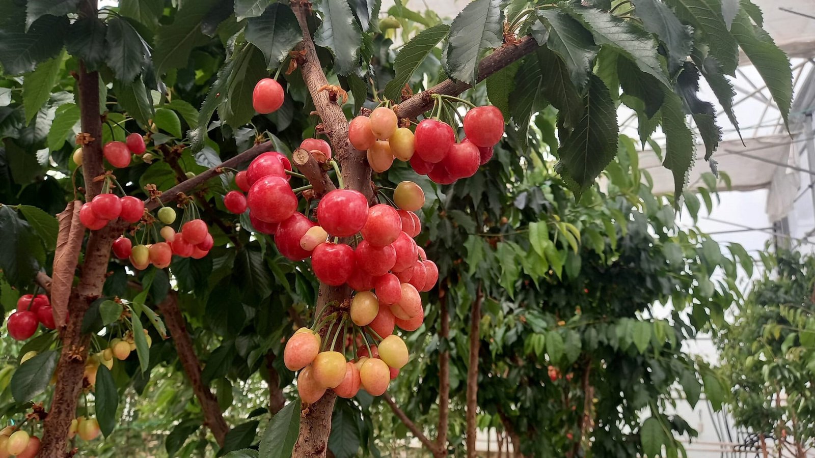 Ahmet DAĞLI/SANDIKLI (Afyonkarahisar), (DHA)- AFYONKARAHİSAR'ın Sandıklı ilçesinde jeotermal enerjiyle ısıtılan