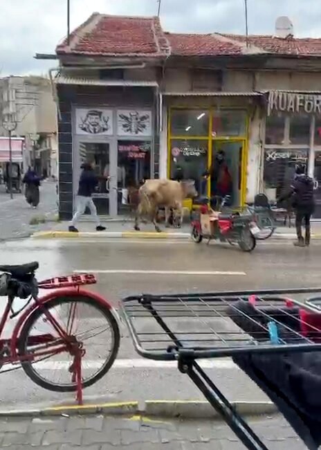 Kaçan inek, berber dükkanı ile çay ocağına girmeye çalıştı İlyas Kaan TAYTAK/BOLVADİN (Afyonkarahisar), (DHA)- AFYONKARAHİSAR'ın Bolvadin ilçesinde sahibinin elinden