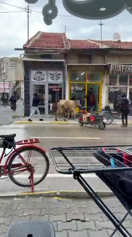 İlyas Kaan TAYTAK/BOLVADİN (Afyonkarahisar), (DHA)- AFYONKARAHİSAR'ın Bolvadin ilçesinde sahibinin elinden