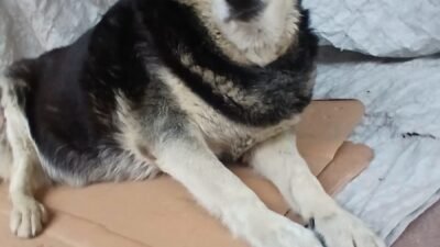 Murat SOLAK / İSTANBUL, (DHA) – KADIKÖY’de müşteriye paket getiren