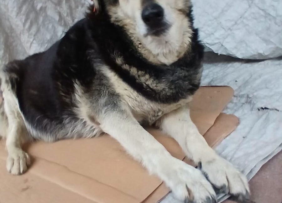 Kadıköy’de kaldırımda yatan ‘Pakize’ isimli köpeği ezip yollarına devam ettiler Murat SOLAK / İSTANBUL, (DHA) – KADIKÖY’de müşteriye paket getiren