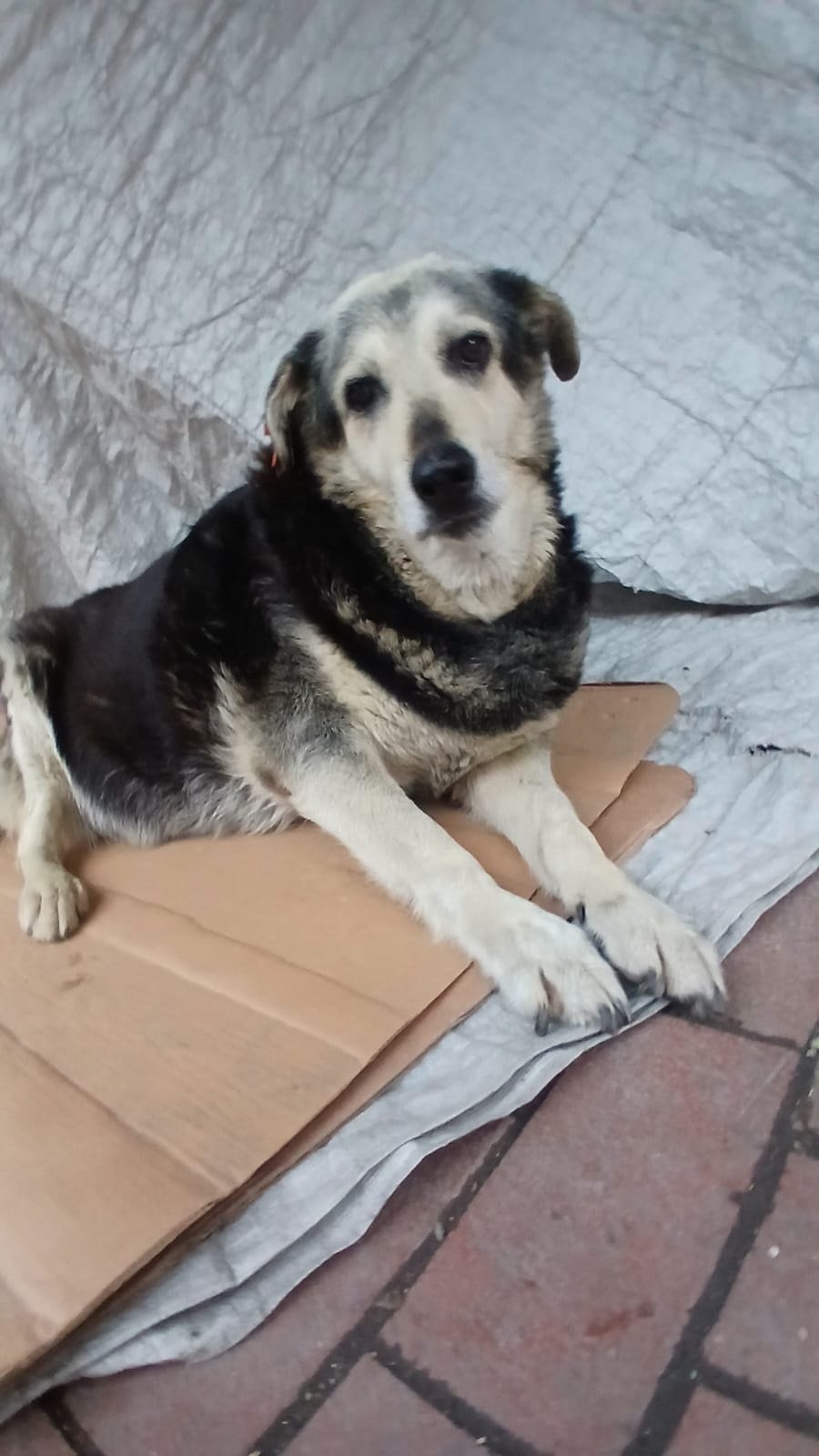 Murat SOLAK / İSTANBUL, (DHA) – KADIKÖY’de müşteriye paket getiren