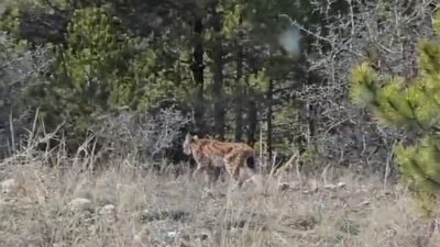 Bünyamin KARACAN/ KASTAMONU, (DHA)- KASTAMONU’nun Tosya ilçesinde birinci derecede koruma
