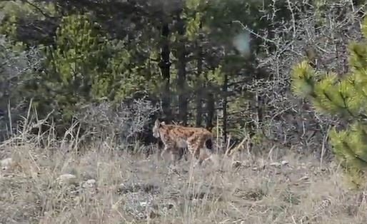 Bünyamin KARACAN/ KASTAMONU, (DHA)- KASTAMONU’nun Tosya ilçesinde birinci derecede koruma