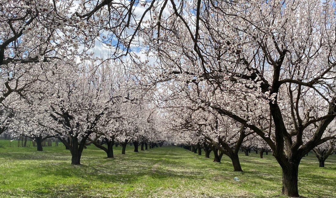 Suat DENİZ/IĞDIR, (DHA)- DOĞU'nun Çukurova’sı olarak bilinen Iğdır'da bahar mevsimi