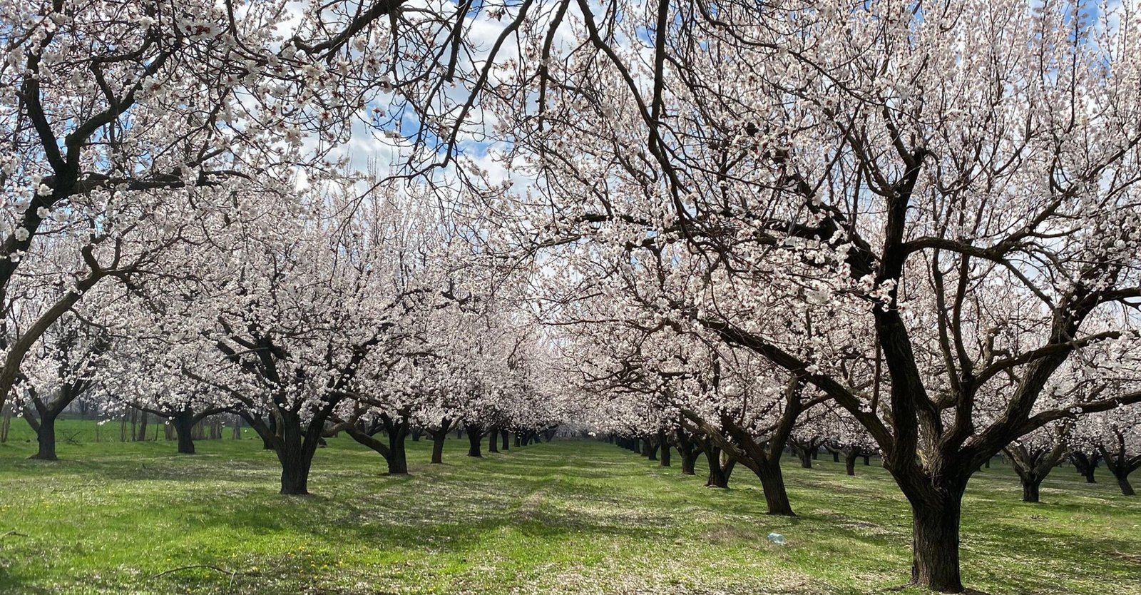 Suat DENİZ/IĞDIR, (DHA)- DOĞU'nun Çukurova’sı olarak bilinen Iğdır'da bahar mevsimi