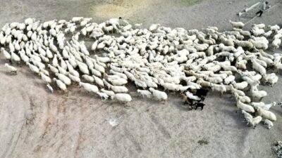 Metin DEĞİRMENCİ/YEŞİLHİSAR (Kayseri), (DHA)- KAYSERİ'nin Yeşilhisar ilçesinde 200 kuzunun anneleriyle