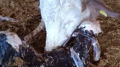 Metin DEĞİRMENCİ/ YEŞİLHİSAR(Kayseri), (DHA)- KAYSERİ’nin Yeşilhisar ilçesinde anne inek ile